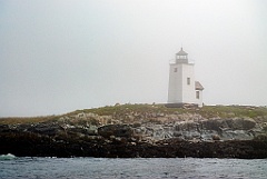 Farm Animals Graze by Nash Island Lighthouse in Fog